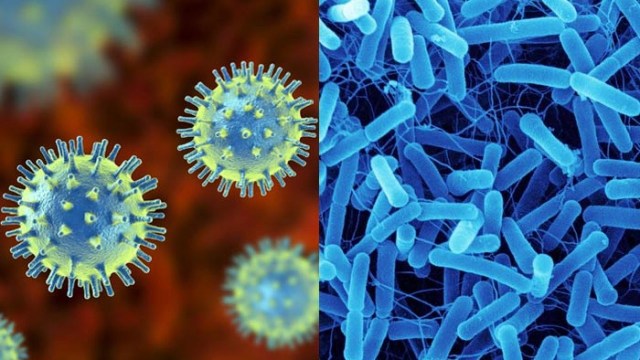 perbedaan virus dan bakteri