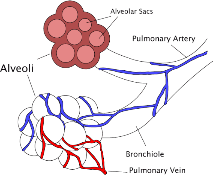 Bronkiolus