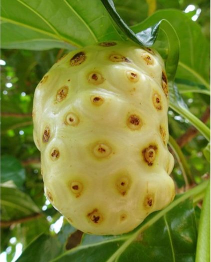 Buah Mengkudu