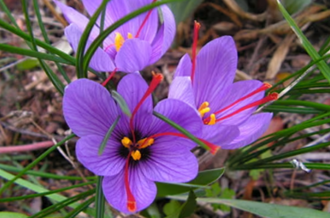 Bunga Saffron Crocus Sativus