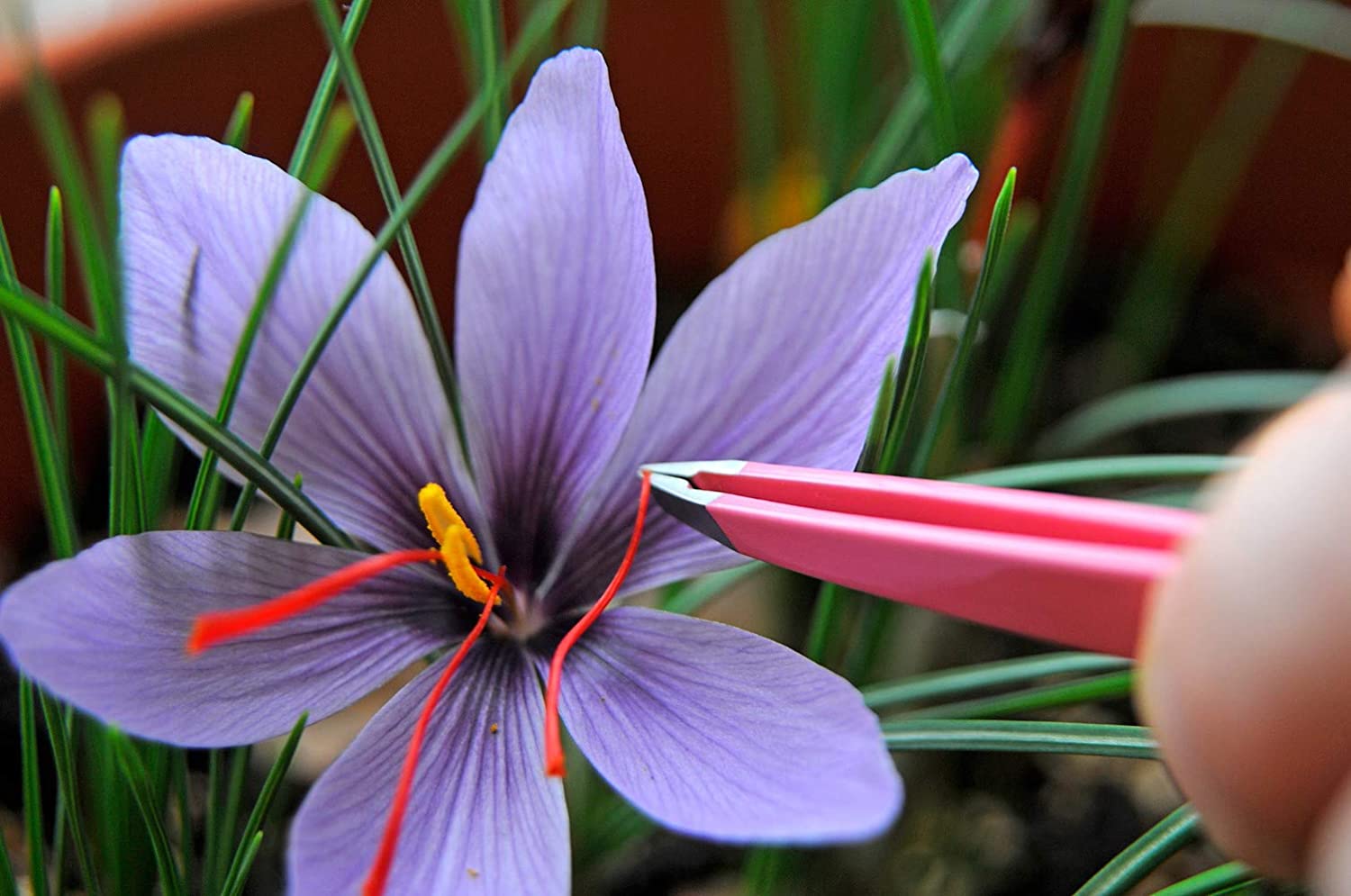 Panen Putik Bunga Saffron Crocus Sativus