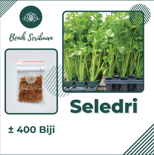 biji seledri